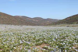 Desierto Florido 2022