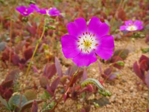 Desierto Florido Chile 2022