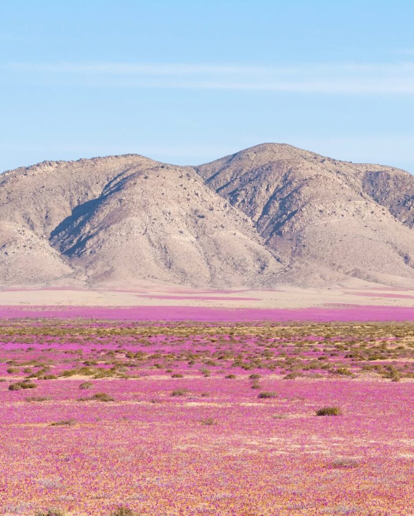 dónde Desierto Florido 2025