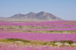 Desierto Florido 2022