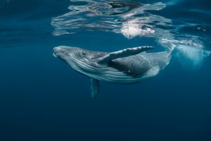 Ballena Azul