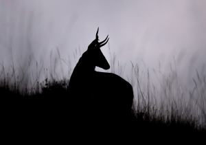 Huemul Francisco Espíldora