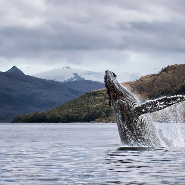 ballenas en Chile