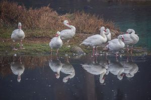 Cisnes coscorobas en la Quebrada de Córdova