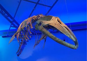 Día Mundial Ballenas