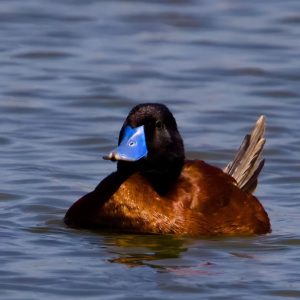 Pato rana, usual habitante del humedal Batuco
