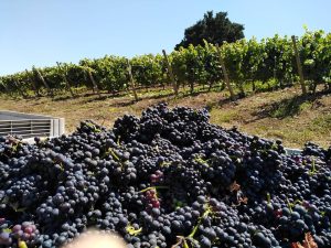 Vinos de Proa