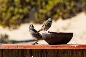 La flora y fauna de Llanos de Challe conforman uno de los paisajes más lindos del norte de Chile.