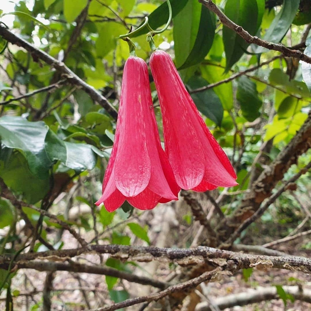 copihue cerro ñielol