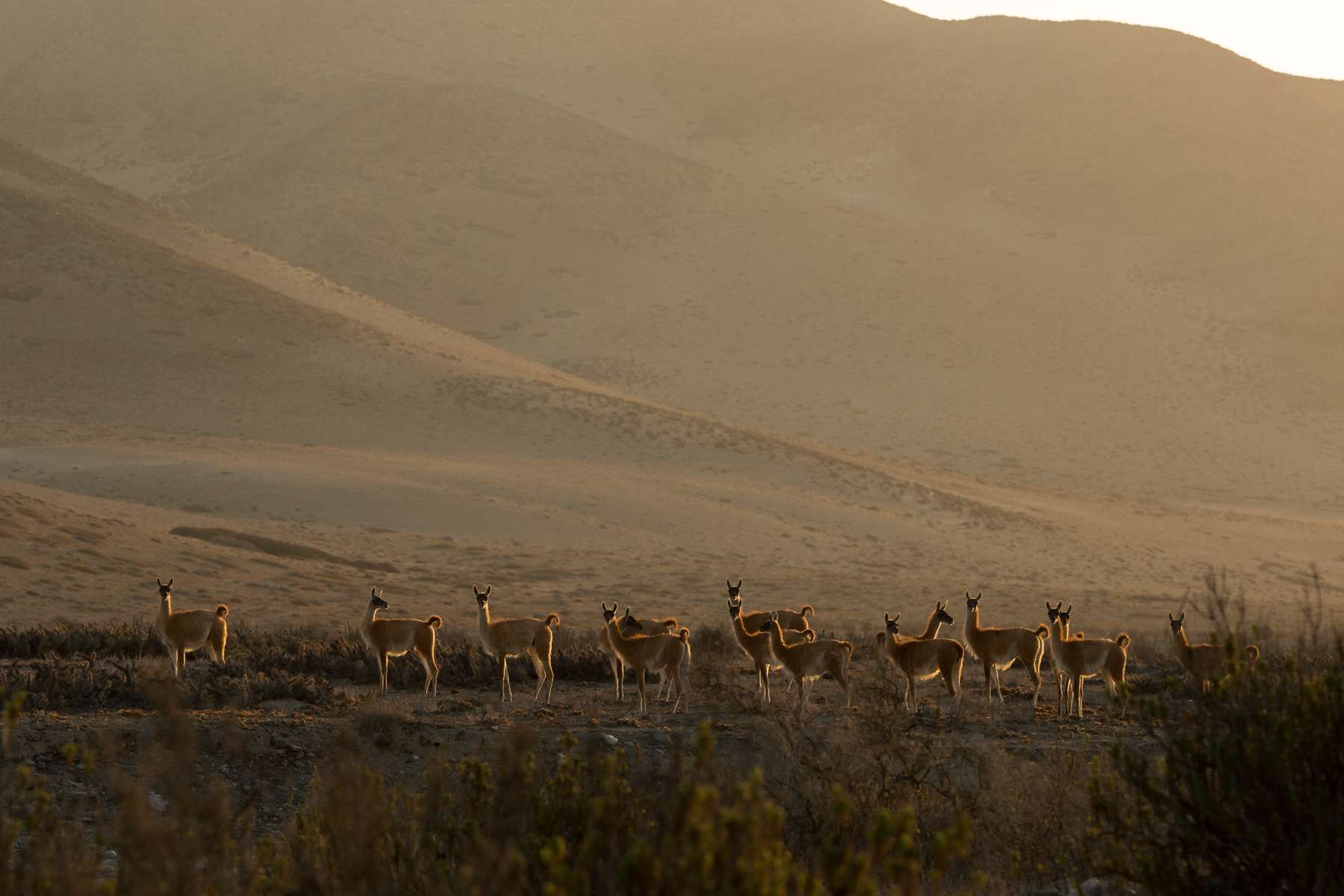 ¿Playa o montaña? En la montaña hay animales únicos.