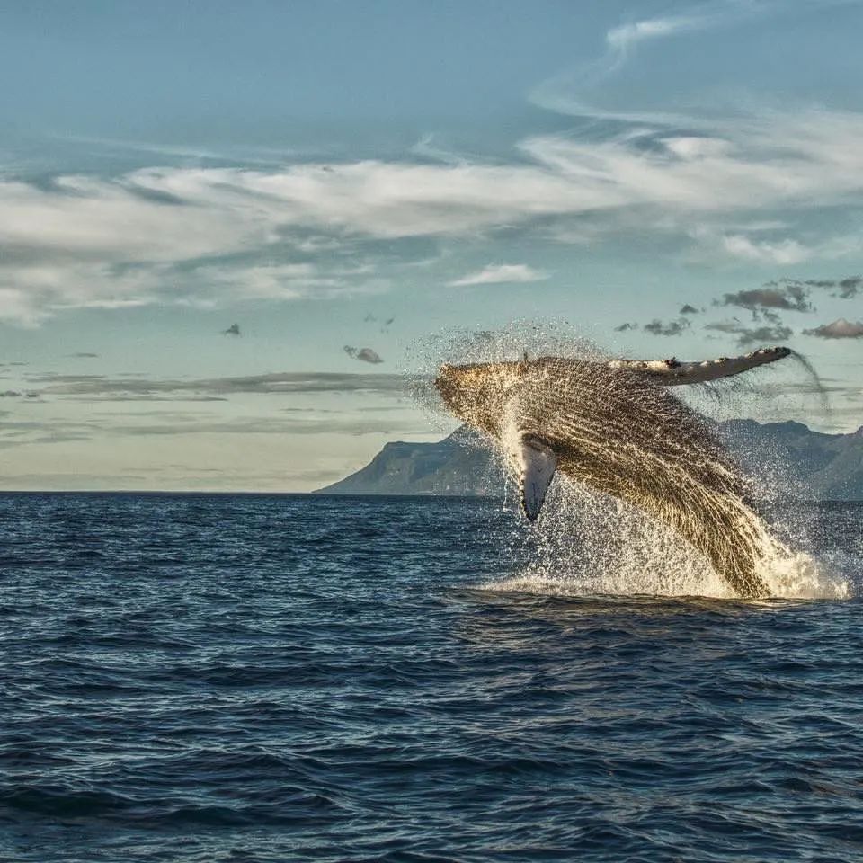 ballenas en raúl marín balmaceda