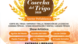 Cosecha del Trigo 2025 en Peñablanca