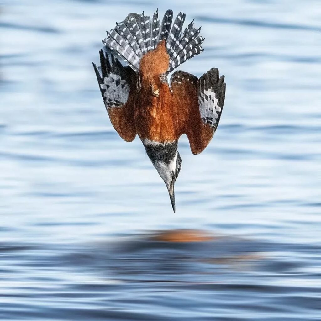 Un martín pescador zambulléndose al agua.