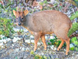 Pudú chileno