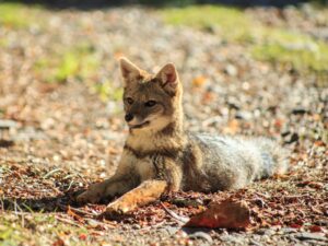 Parque Cuenca Andinas