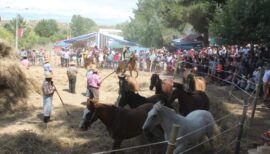 Fiesta de la Chupalla y Trilla a Yegua Suelta en Ninhue