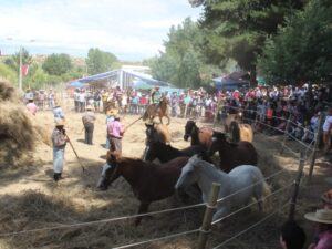 Trilla a Yegua Suelta en Ninhue
