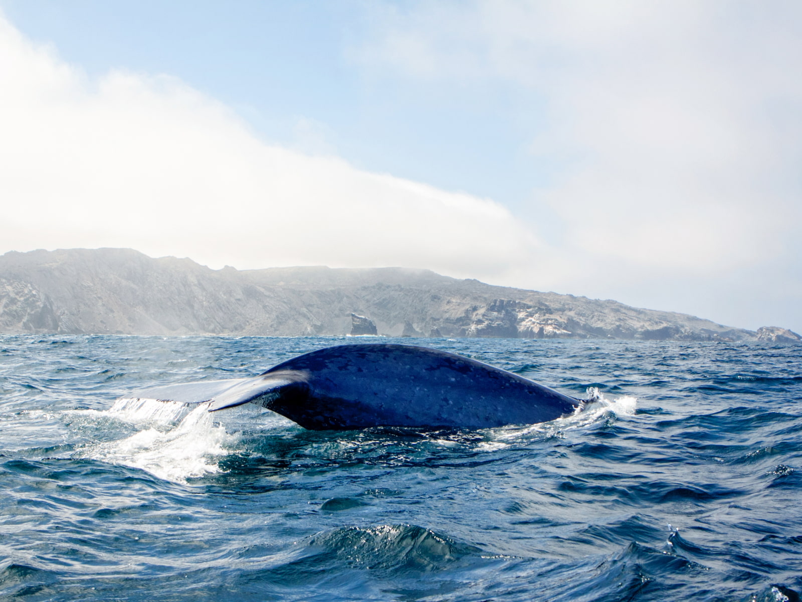 ver ballenas Chile