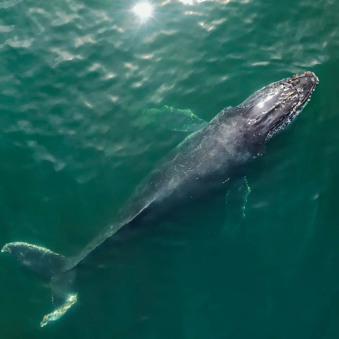 ver ballenas Chile