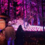 Harry Potter: La Experiencia del Bosque Prohibido