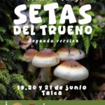 Festival Fungi –  Setas del Trueno