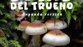 Festival Fungi –  Setas del Trueno