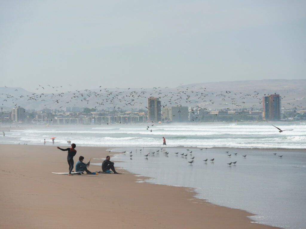 Un grupo de surfistas descansa en la arena con sus tablas en la Playa Chinchorro de Arica, mientras una gran bandada de aves vuela sobre el mar en el fondo. 
