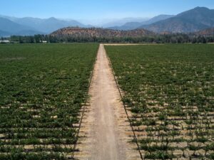 Vista aérea simétrica y en perspectiva de un largo camino recto de tierra que divide dos extensas plantaciones de viñedos verdes que se pierden en el horizonte. Al fondo, se observa una cadena de montañas áridas bajo un cielo azul brillante, característico de los paisajes rurales que recorren los trenes turísticos de EFE.
