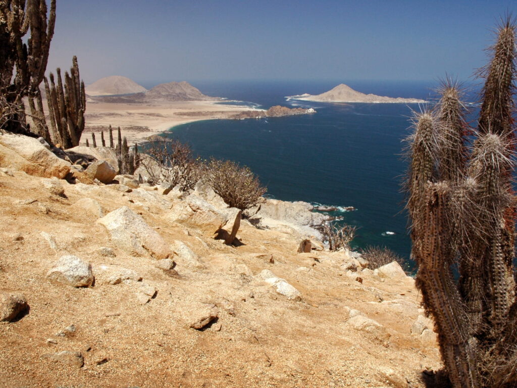 Vista panorámica desde un sendero árido con cactus copiapoa y rocas en primer plano, mostrando una bahía de aguas azules y la silueta de la Isla Pan de Azúcar en el horizonte.