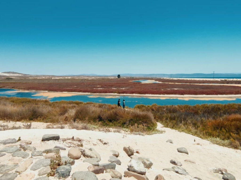 Vista panorámica de dos personas caminando junto a un canal de agua azul en los Humedales de Tongoy, rodeados de vegetación costera y arenas claras bajo un cielo despejado.