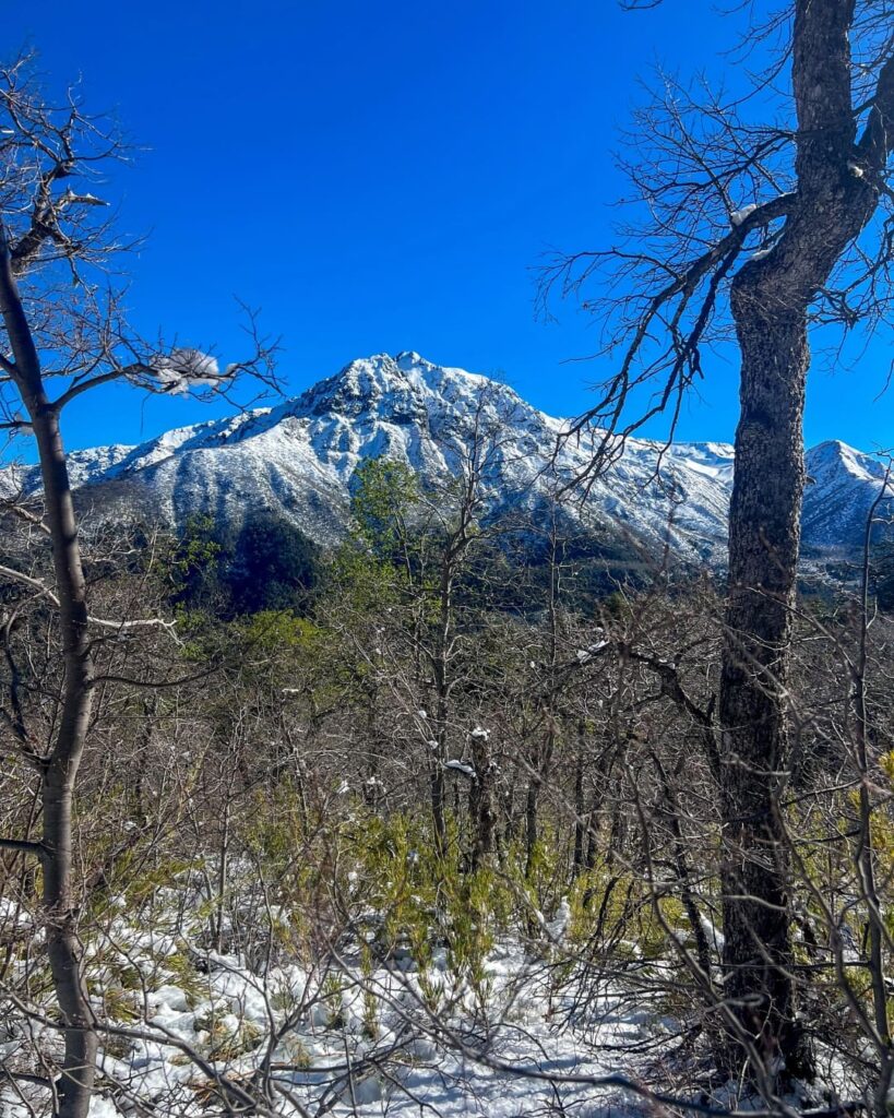 Vista de una cumbre montañosa cubierta de nieve fina en Vilches, fotografiada a través de las ramas y matorrales de un bosque nativo bajo un cielo azul.