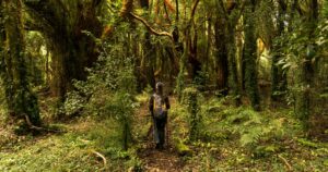 Una persona con mochila de trekking y bastones de caminata avanza de espaldas por un sendero de tierra en medio de un frondoso bosque nativo con árboles cubiertos de musgo y helechos verdes en el sur de Chile, una opción de escapada ideal para el feriado del 16 de julio.