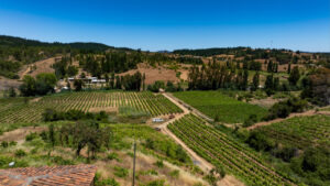 Vista aérea de viñedos en hileras que cubren las laderas del Valle del Itata, rodeados de bosques y cerros, uno de los territorios vitivinícolas más antiguos que recorre la Ruta Patrimonial Ñuble.