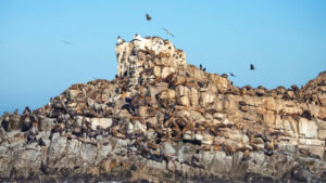 Colonia de lobos marinos descansando sobre las rocas de los Islotes Lobería en Cobquecura, con aves marinas volando alrededor, uno de los atractivos costeros de la Ruta Patrimonial Ñuble.