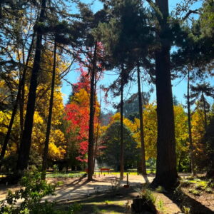 Senderos del Jardín Botánico Nacional en Viña del Mar rodeados de árboles con follaje otoñal rojo y amarillo, un entorno natural ideal para el Día del Niño.