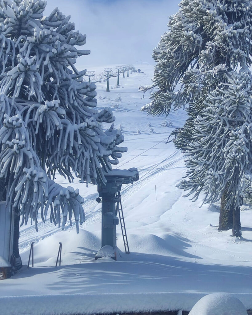 Telesilla del Centro de Ski Las Araucarias rodeado de grandes araucarias completamente cubiertas de nieve blanca y densa en un día de invierno soleado. 