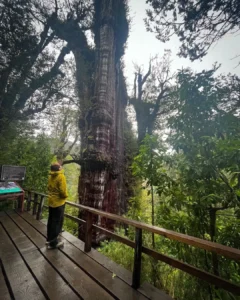 Parque Nacional Alerce Costero.