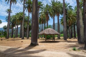 Palmas de Cocalán.