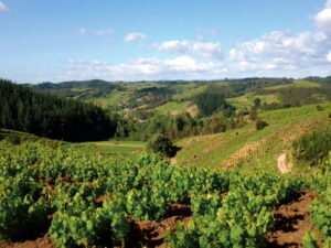 Cerros ondulados y parronales tapizan el paisaje del Valle del Itata, territorio de la Región de Ñuble reconocido por sus cepas patrimoniales y su tradición vitivinícola centenaria.