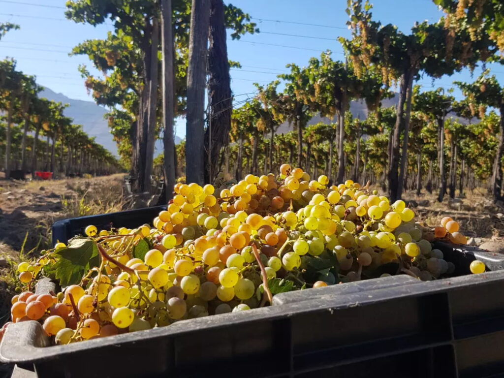 Racimos de uvas blancas recién cosechadas se acumulan en un cajón, con las hileras de parronales de fondo bajo el sol de la vendimia. 