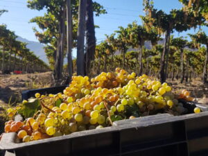 Racimos de uvas blancas recién cosechadas se acumulan en un cajón, con las hileras de parronales de fondo bajo el sol de la vendimia.