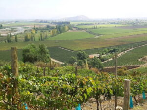 Vista panorámica de los cerros y viñedos del Valle del Itata, en la Región de Ñuble, cuna de cepas patrimoniales como País y Cinsault. Este territorio se suma a los panoramas del Día Nacional del Vino 2026.