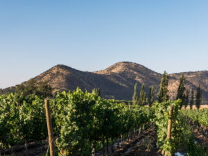 Hileras de parronales enmarcadas por cipreses y cerros secos, parte del paisaje de las casonas patrimoniales que rodean los valles vitivinícolas de Chile.
