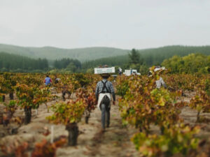 Jinetes a caballo recorren un camino entre los viñedos del Valle de Colchagua, un paseo tradicional que se puede vivir durante el Día Nacional del Vino 2026.