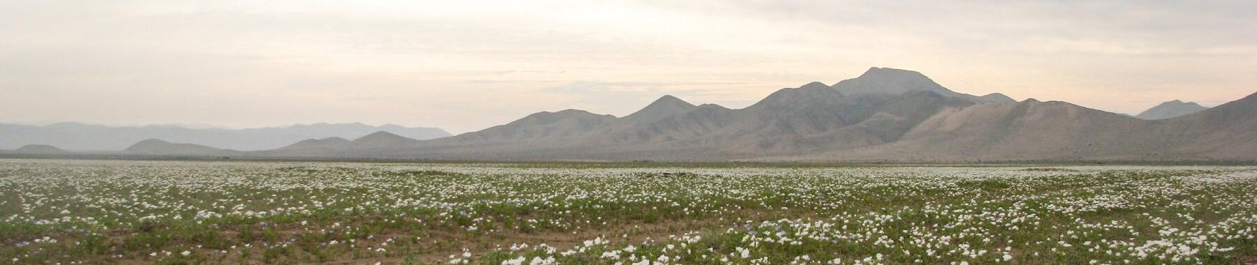 Fotografía del desierto florido.