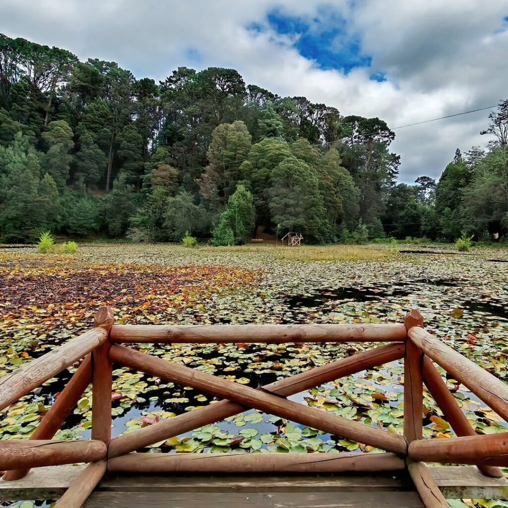 Baranda de troncos de madera junto a la Laguna de los Lotos en el Parque Saval de Valdivia, cubierta de hojas flotantes y rodeada de un frondoso bosque nativo.