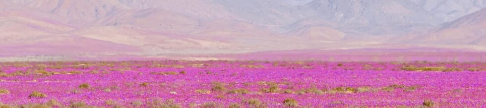 Extenso manto de flores rosadas cubre el desierto costero de Atacama, con la cordillera de fondo, uno de los espectáculos más llamativos que trae la primavera en Chile.