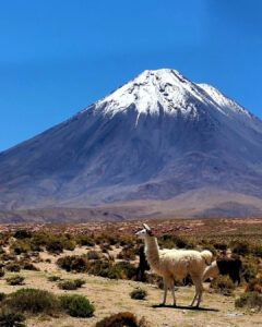 Una llama pasta frente a un volcán de cima nevada, en el paisaje altiplánico que rodea San Pedro de Atacama.