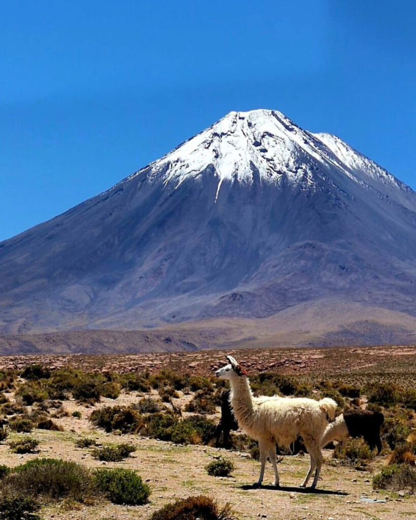 Una llama pasta frente a un volcán de cima nevada, en el paisaje altiplánico que rodea San Pedro de Atacama.