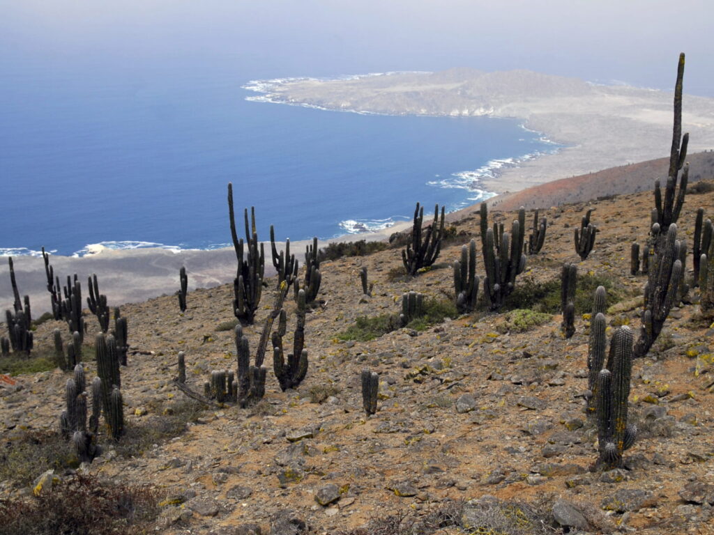 Cactus candelabro se alzan sobre una ladera desértica con vista al océano Pacífico, en Cerro Morro Moreno, donde el desierto se encuentra con el mar.